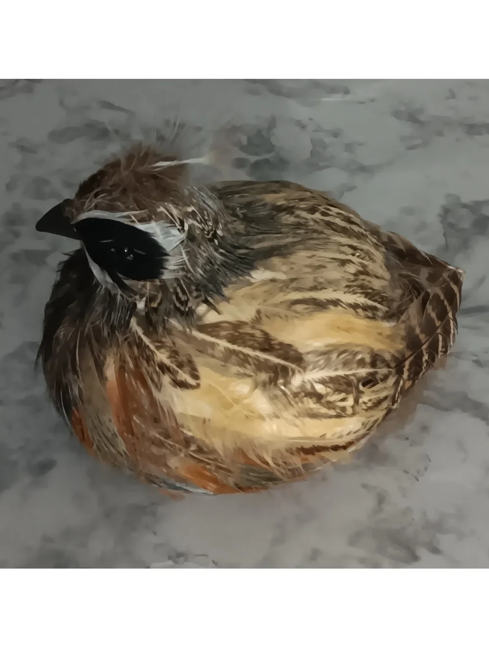 N/A adorable feathered
